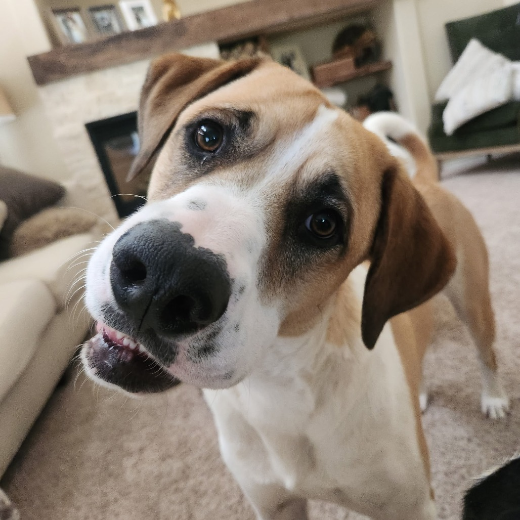 Rescue dog Saint Bernard mix tilts his head curiously.