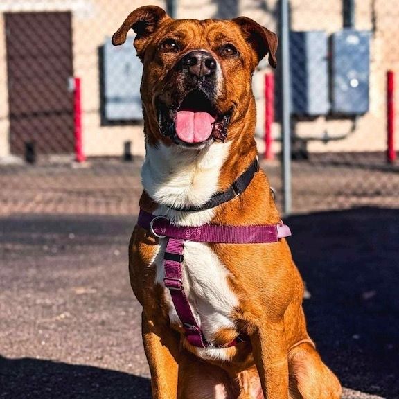 Sassy red rescue dog sitting proudly.
