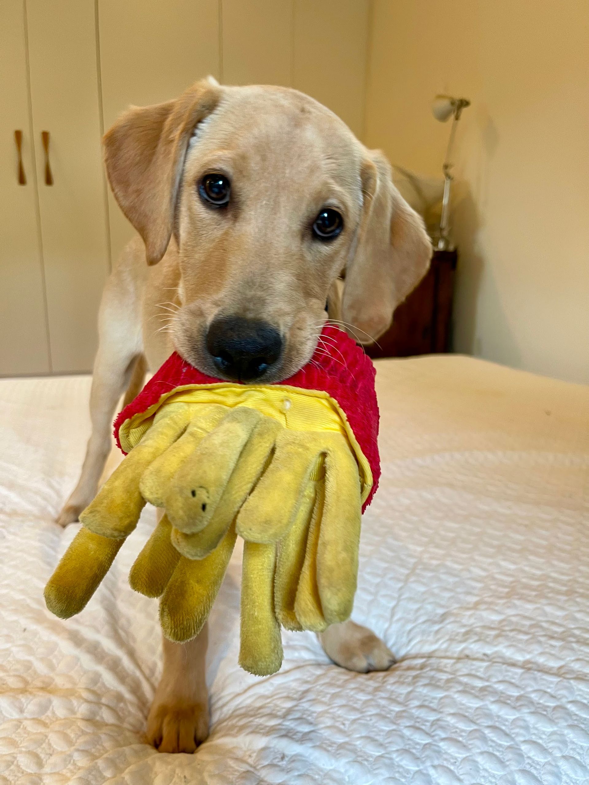 A young yellow lab with toy french fries.