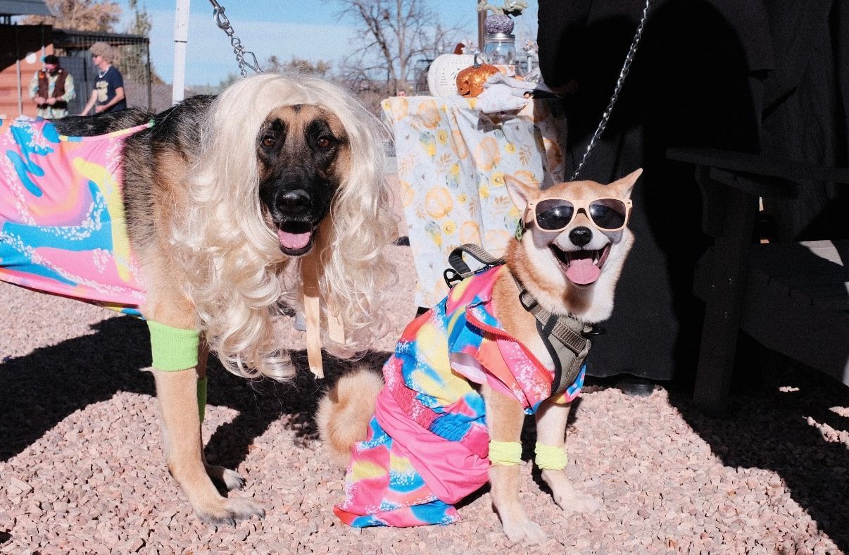 German shepherd Barbie and her Shiba Inu Ken in costumes