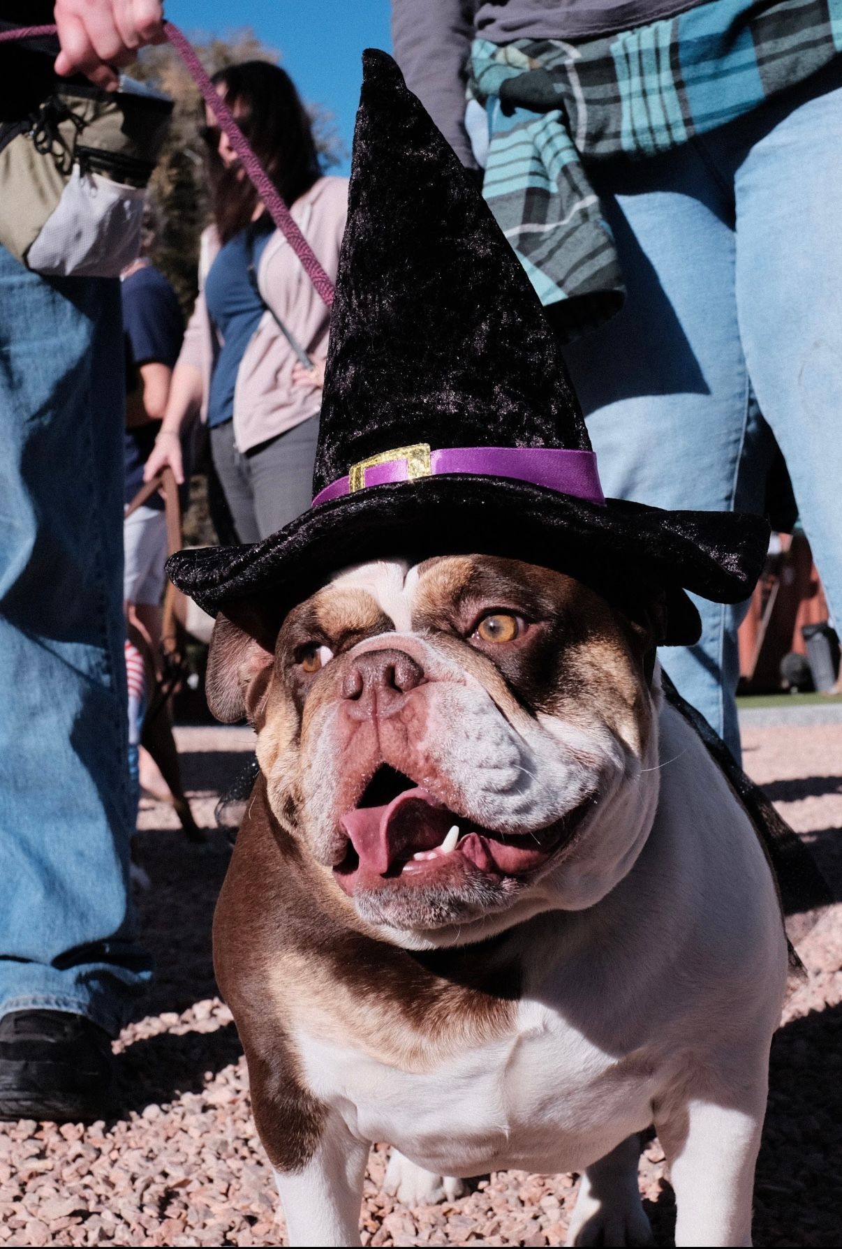 A bulldog in a witches' hat costume