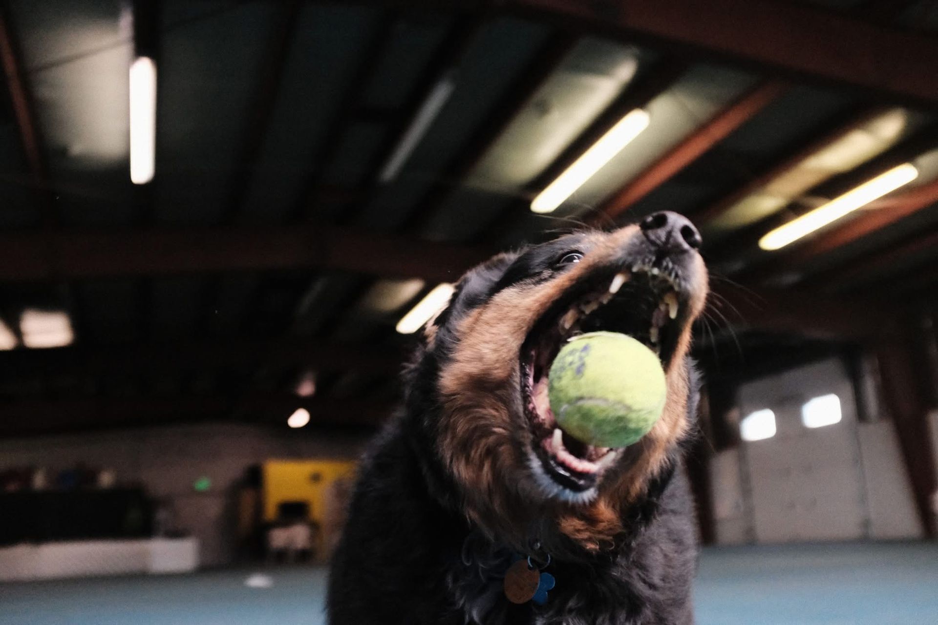 Action shot of a ball-loving dog capturing her prize mid-air
