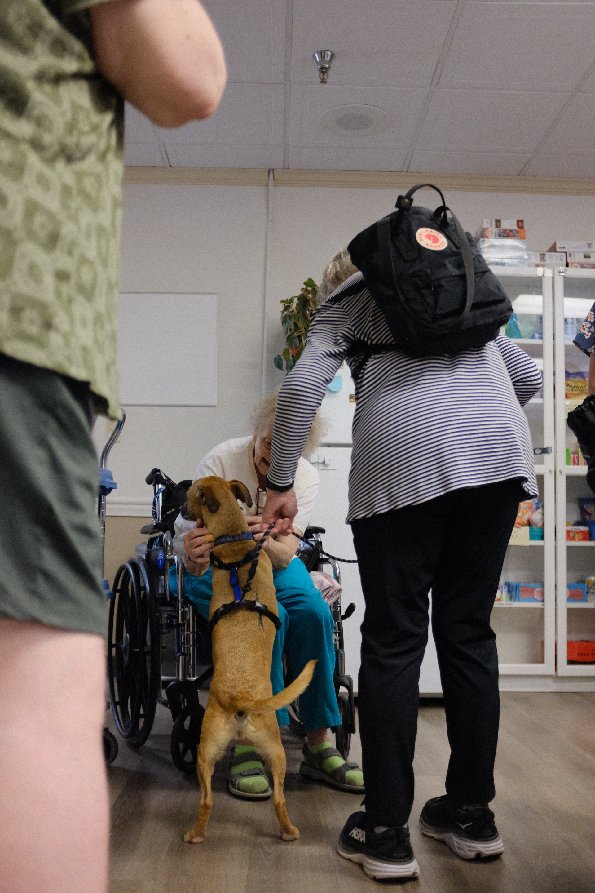 A therapy rescue dog at an assisted living facility.