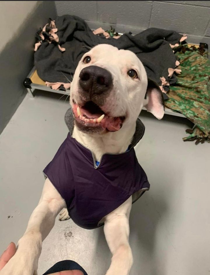 An excited white rescue pitbull grins with joy.
