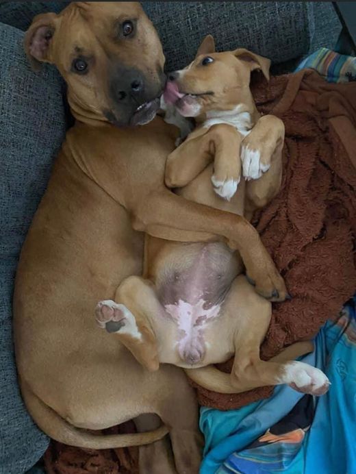 A rescue dog mama and her puppy embrace.