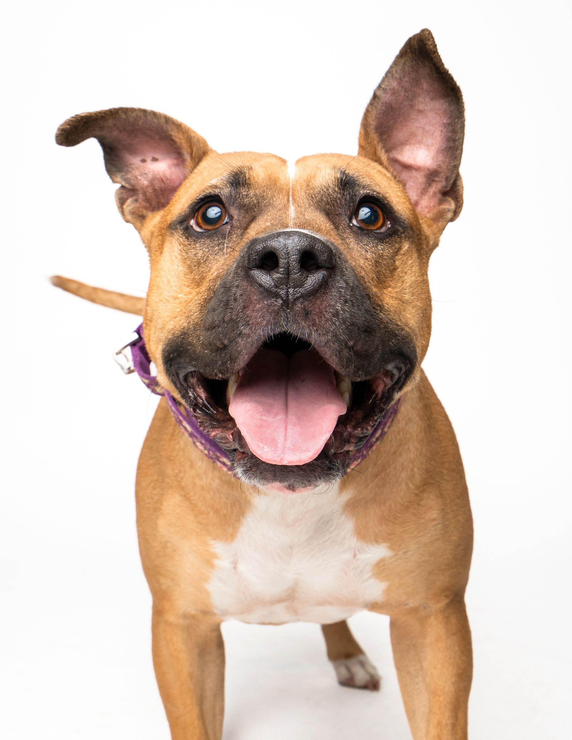 A close up portait of an eager and bright eyed rescue pitbull 