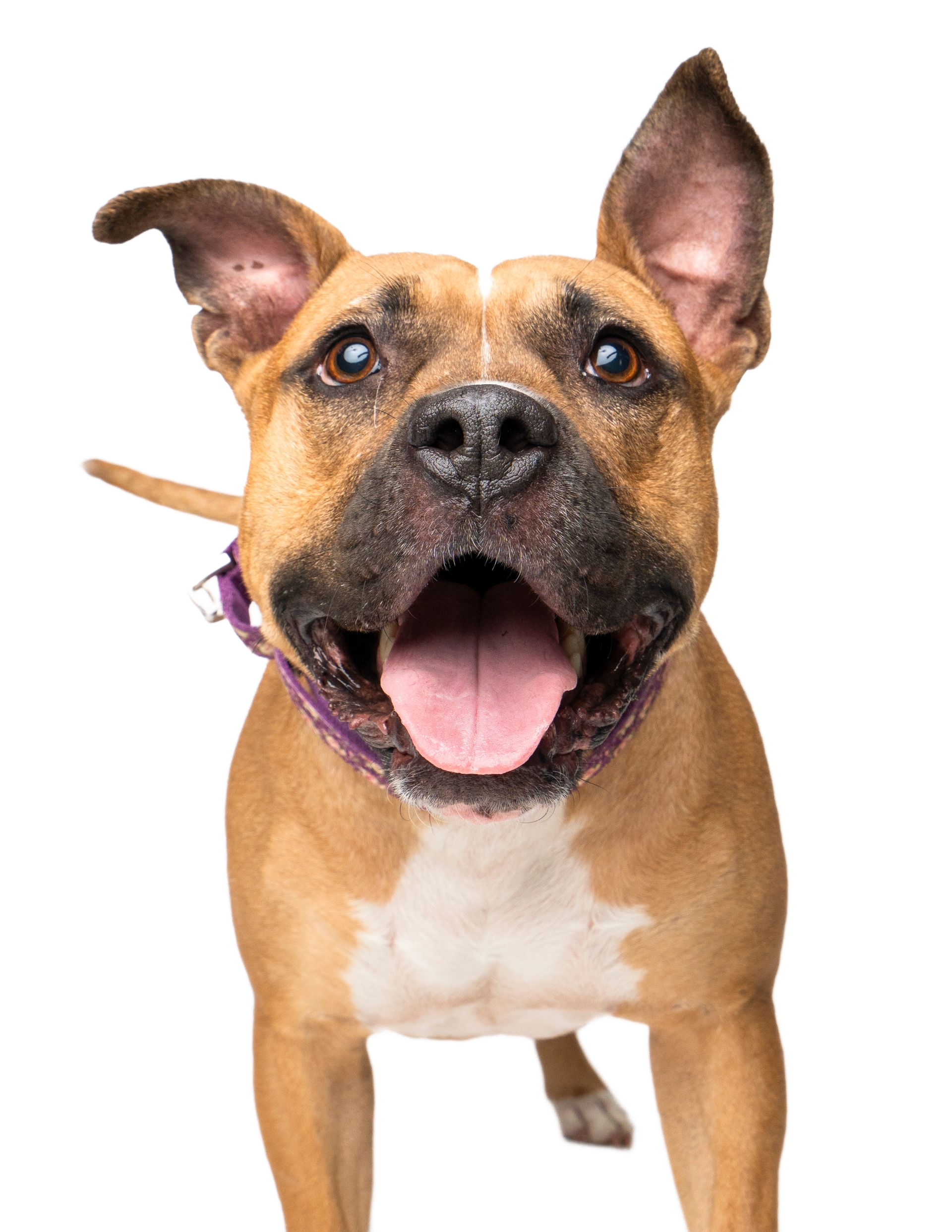 A close up portait of an eager and bright eyed rescue pitbull