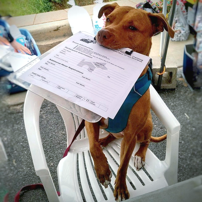Prim the performance rescue pitbull holds a signup sheet on a clipboard in her mouth.