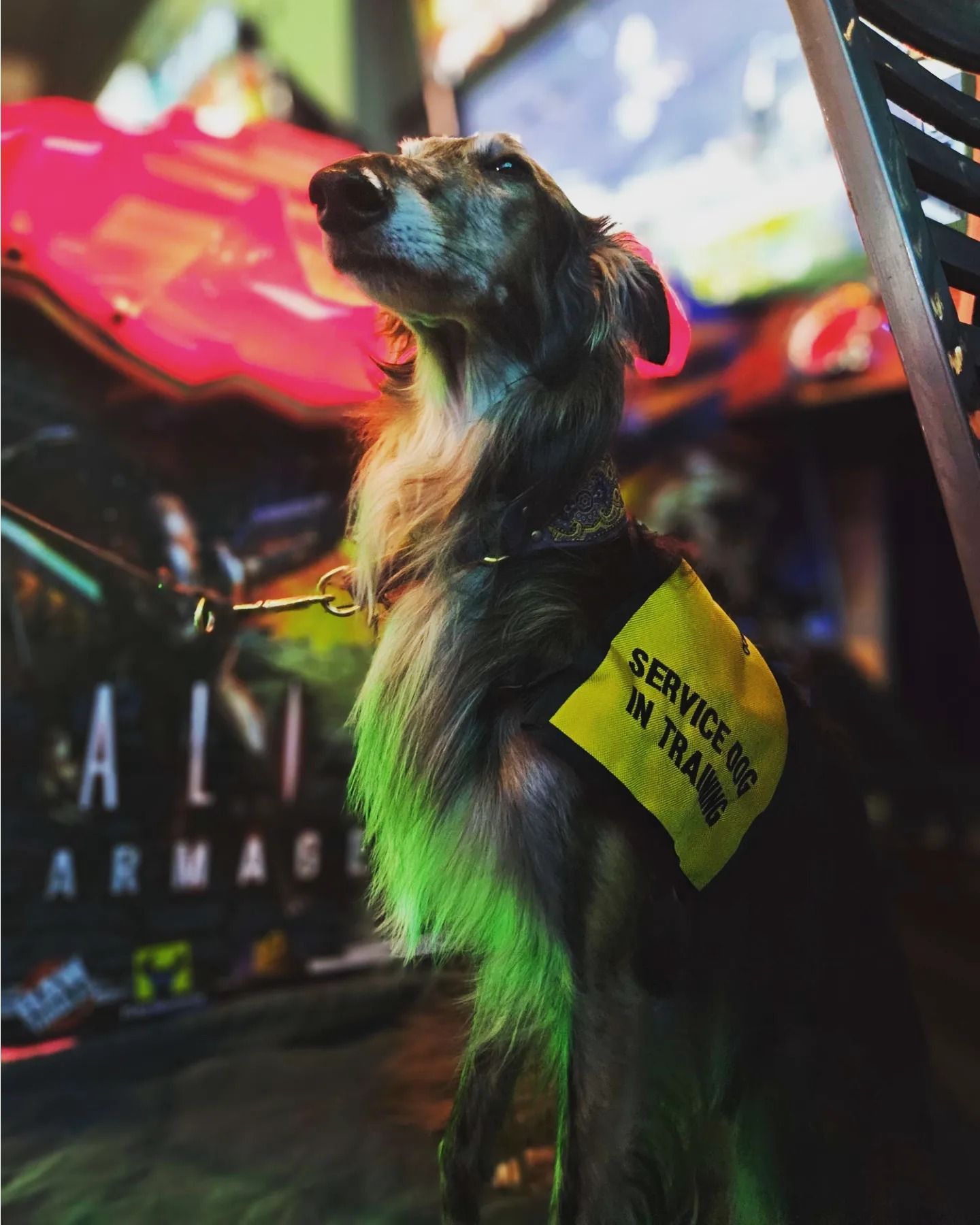A stoic Silken Windhound service dog basks in the neon glow of an arcade.