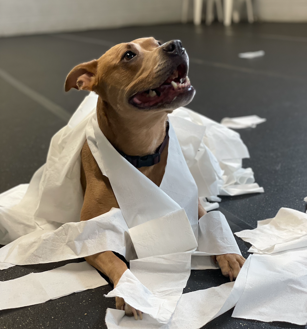 An ornery rescue pitbull is adorned with rolls of toilet paper as she practices how to be a mummy.
