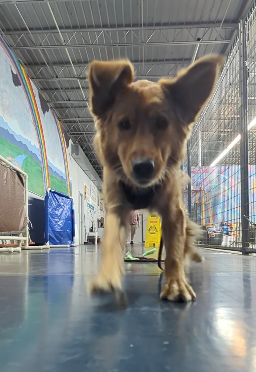 Puppy running down the hallway