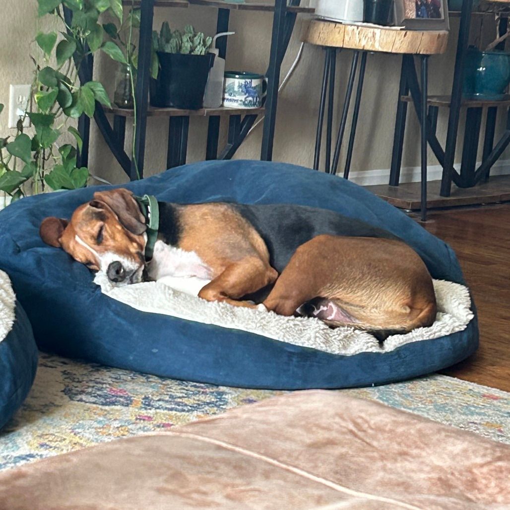 A content rescue hound sleeps soundly in his dog bed at his foster home.