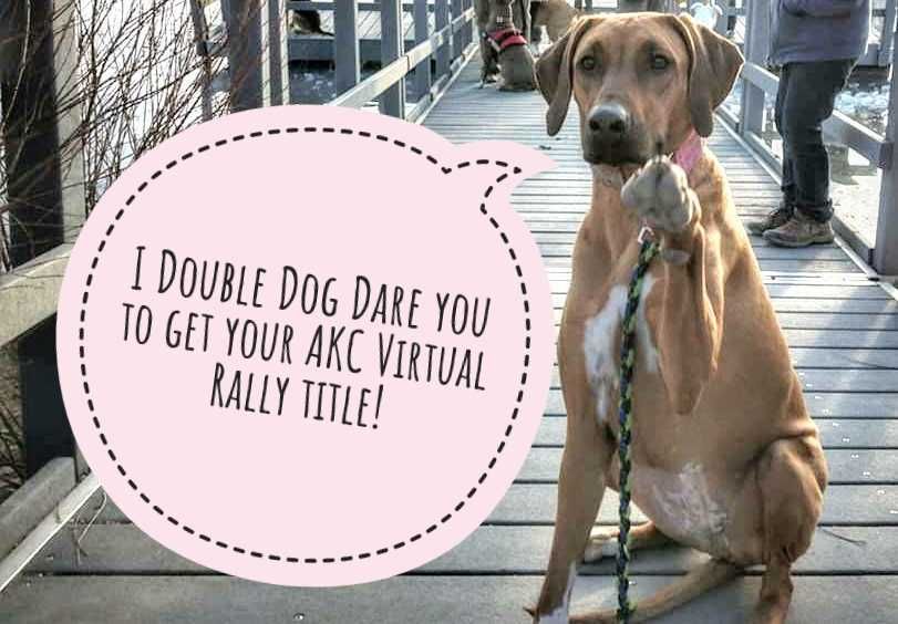 A rhodesian ridgeback sitting on a dock daring you to get your AKC virtual rally title
