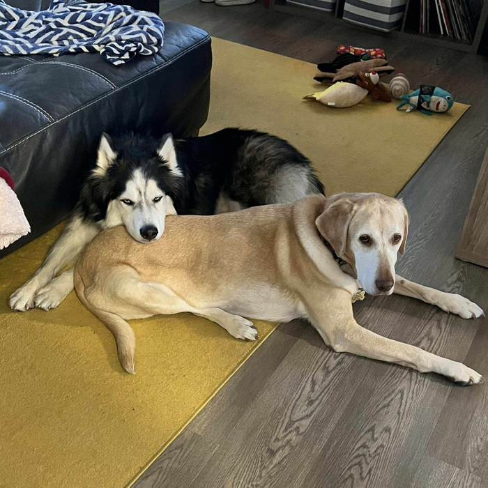 Two rescue foster dogs, an old lab her a husky, lay peacefully together on the floor.