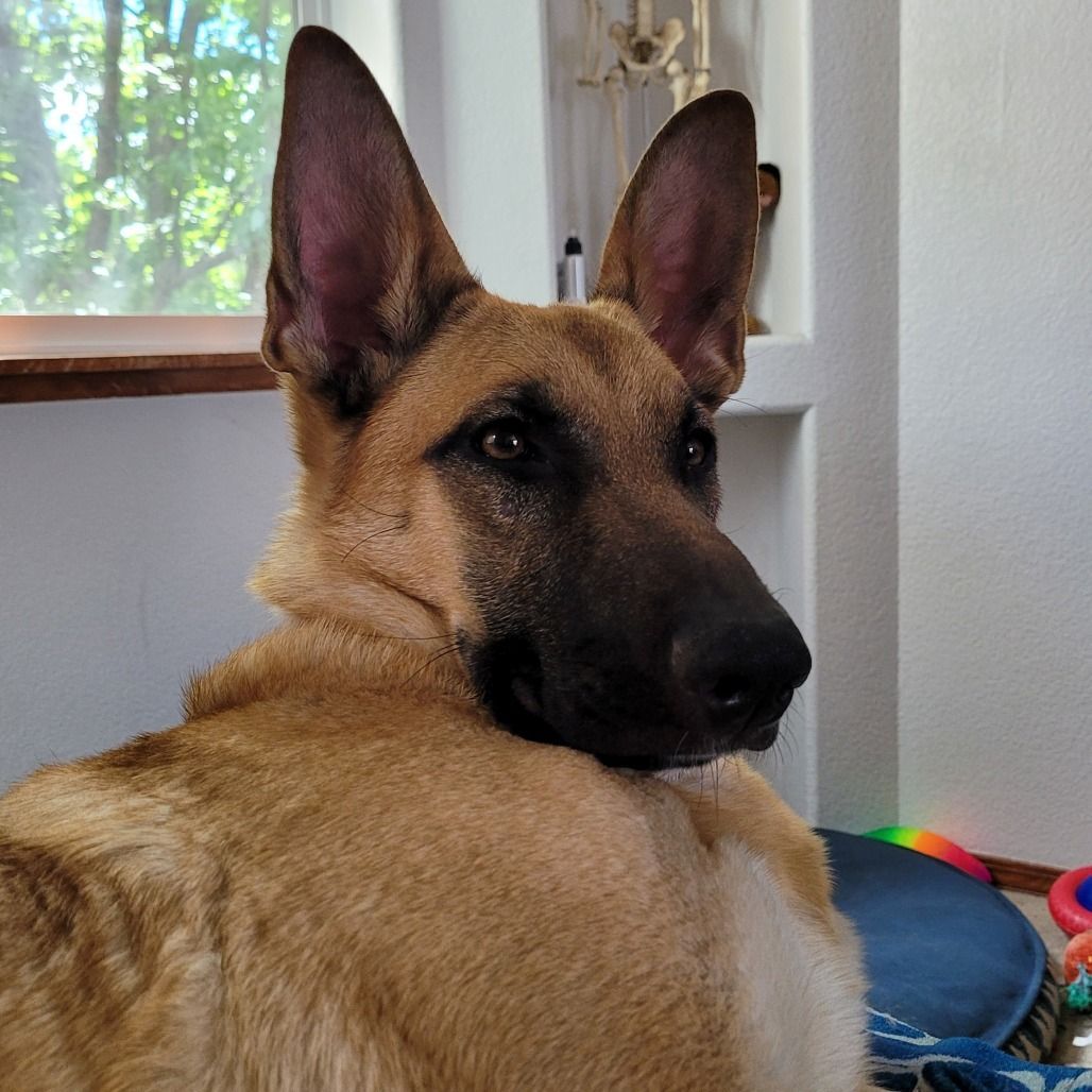 German shepherd sits alert looking at treats out of frame.