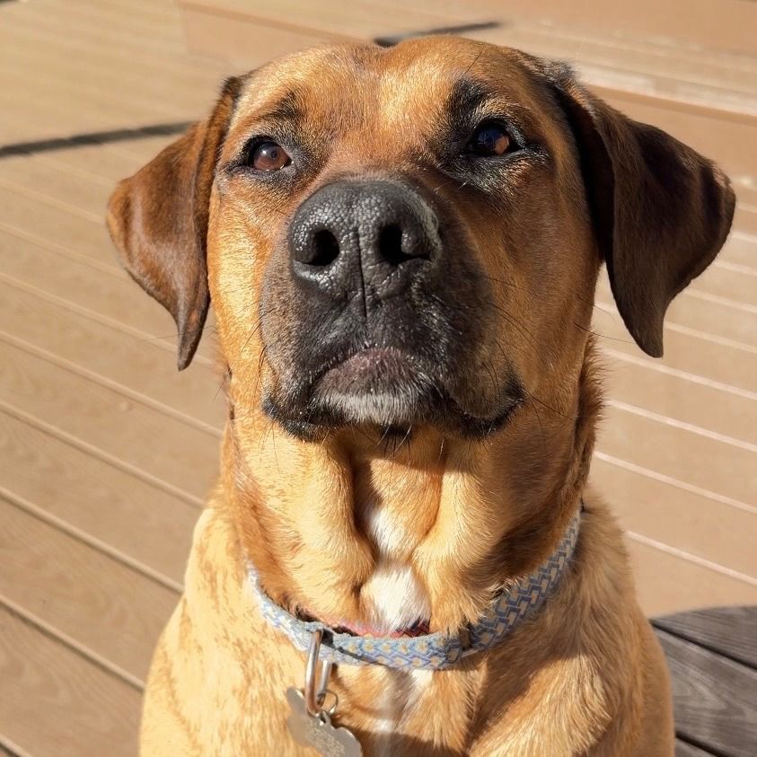 Rescue hound mix gazes longingly at treats just off camera