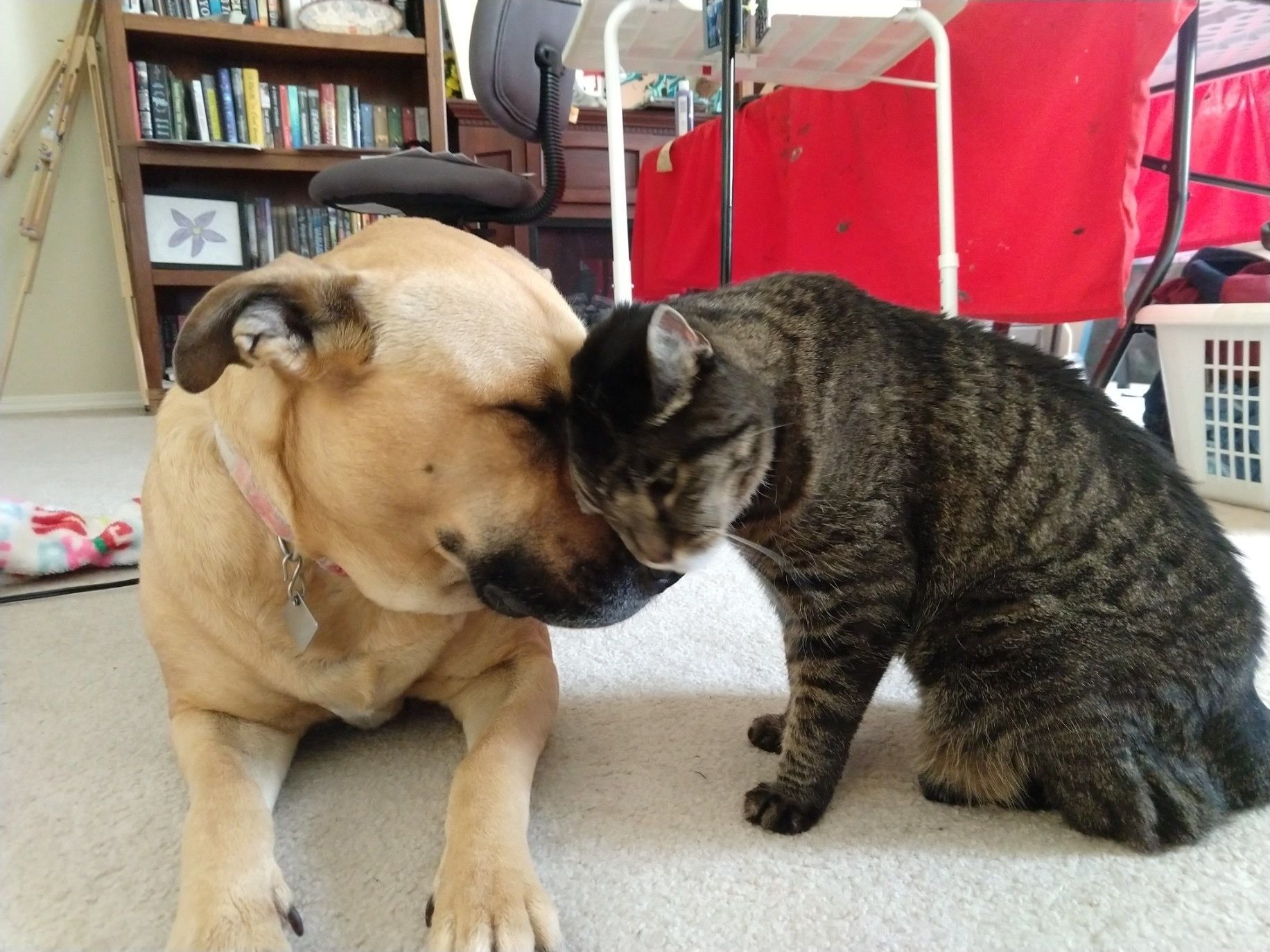 A rescue pitbull and her cat best friend nuzzle.