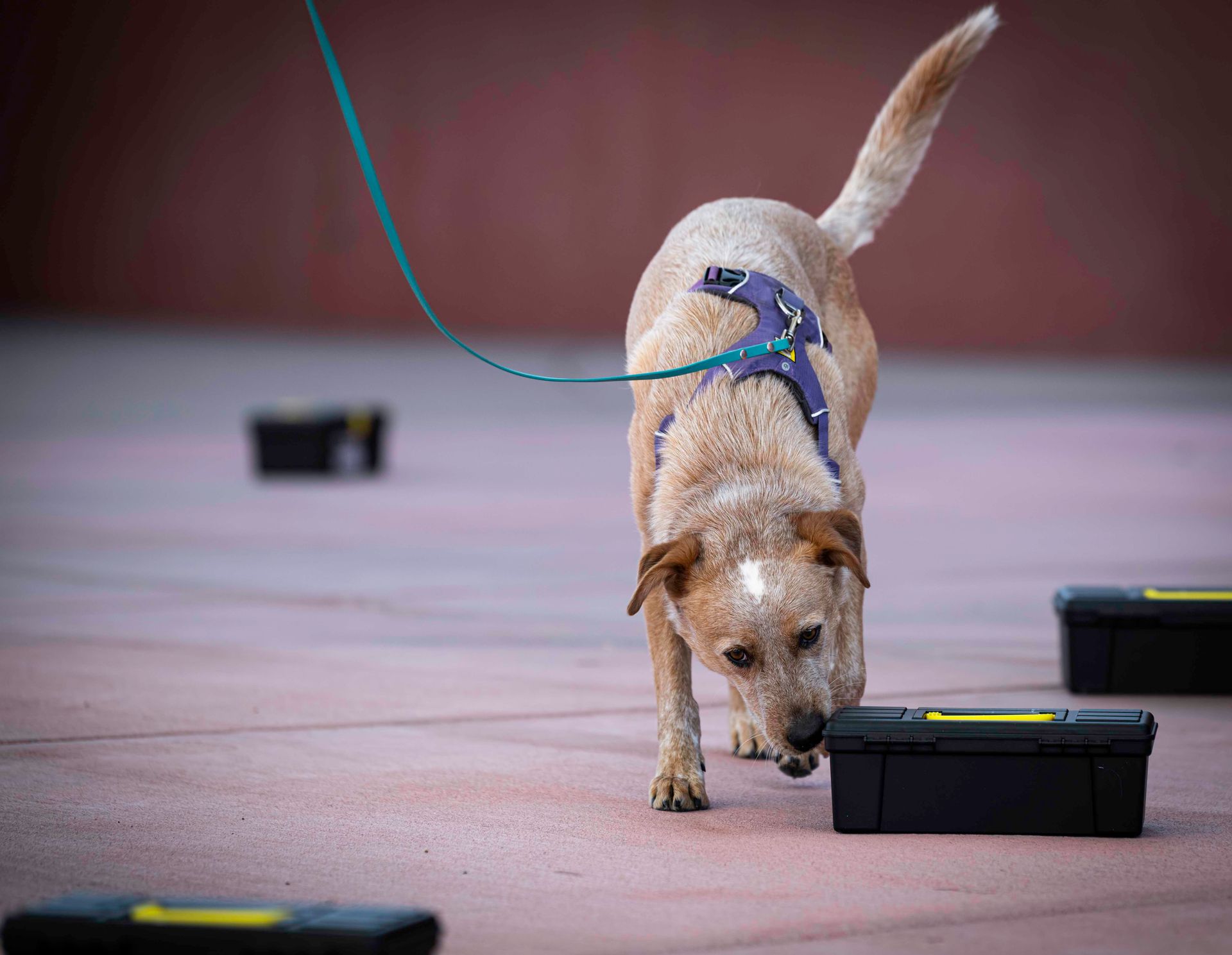 Baron the red cattledog methodically works to find odor at an ORT competition