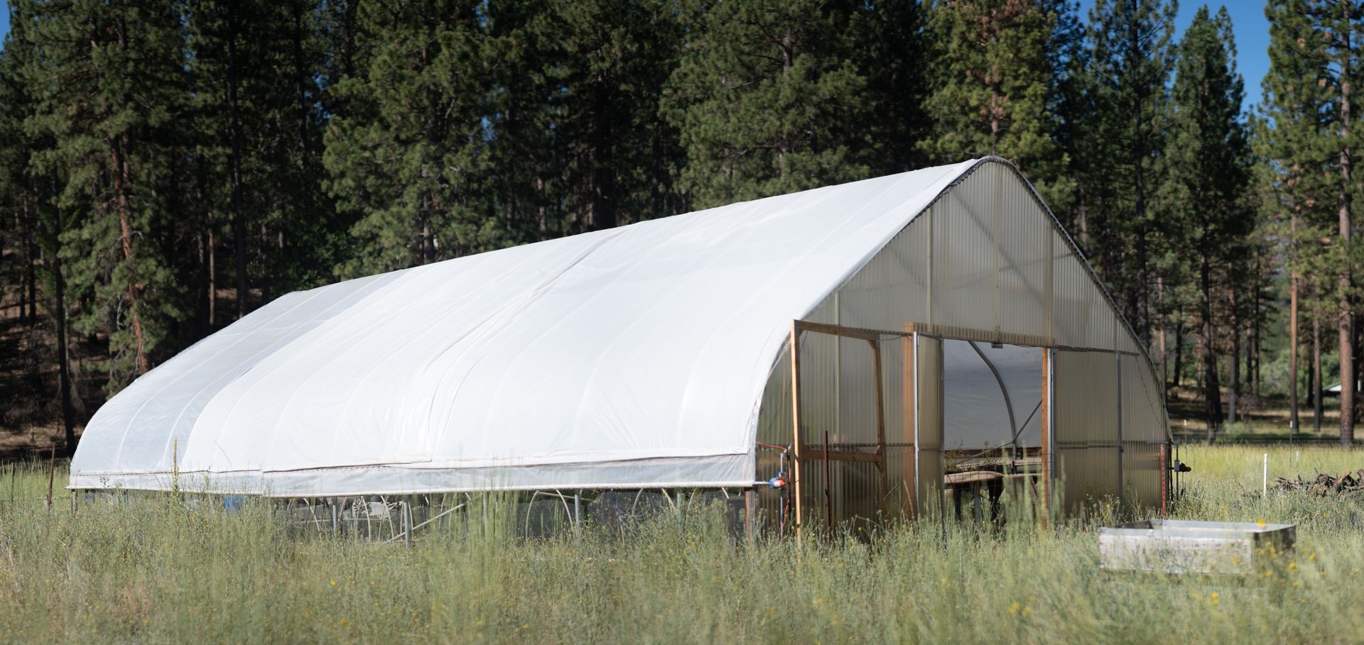 White greenhouse tunnel in a grassy forest clearing, with pine trees in the background.