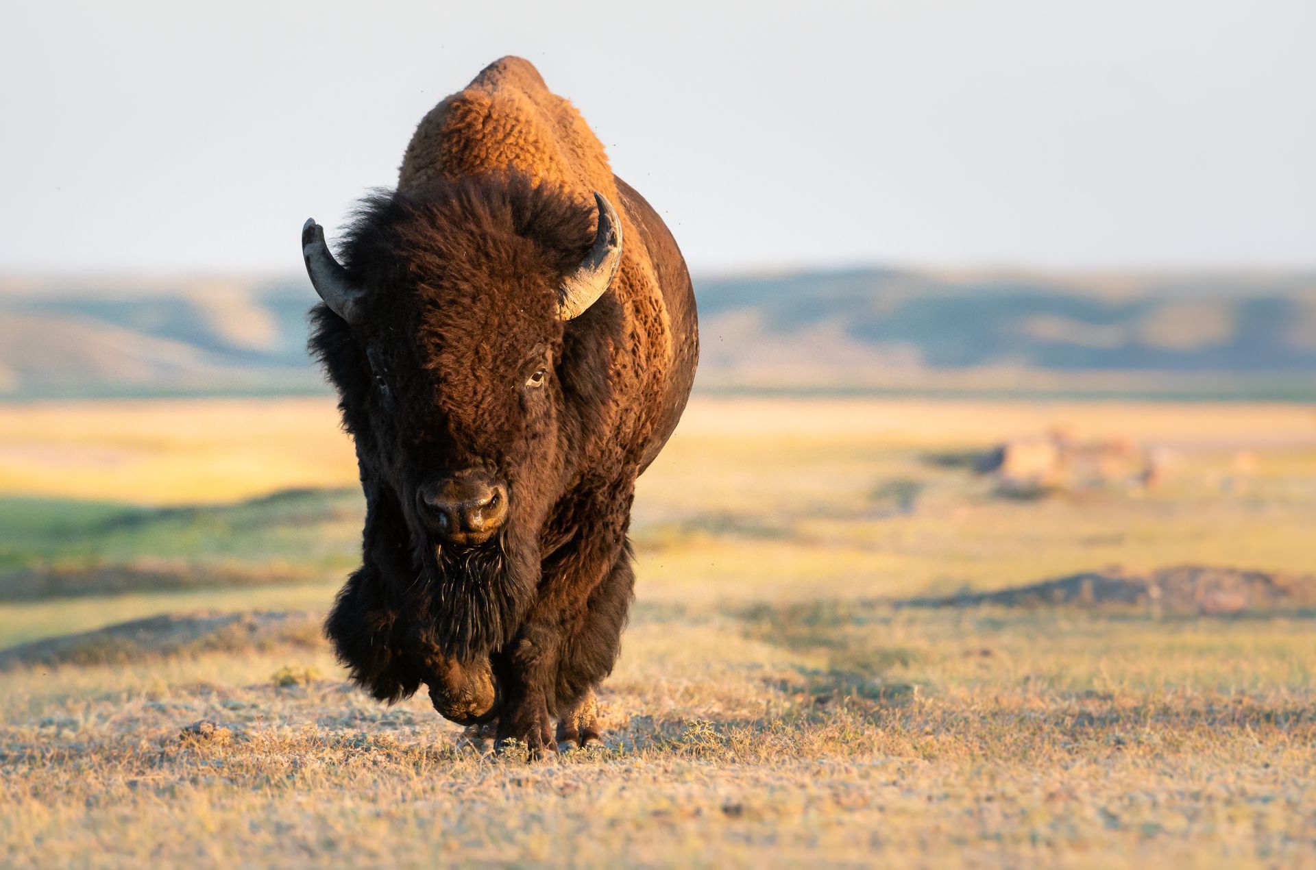 Brown bison walking toward the camera across a grassy plain under a clear sky