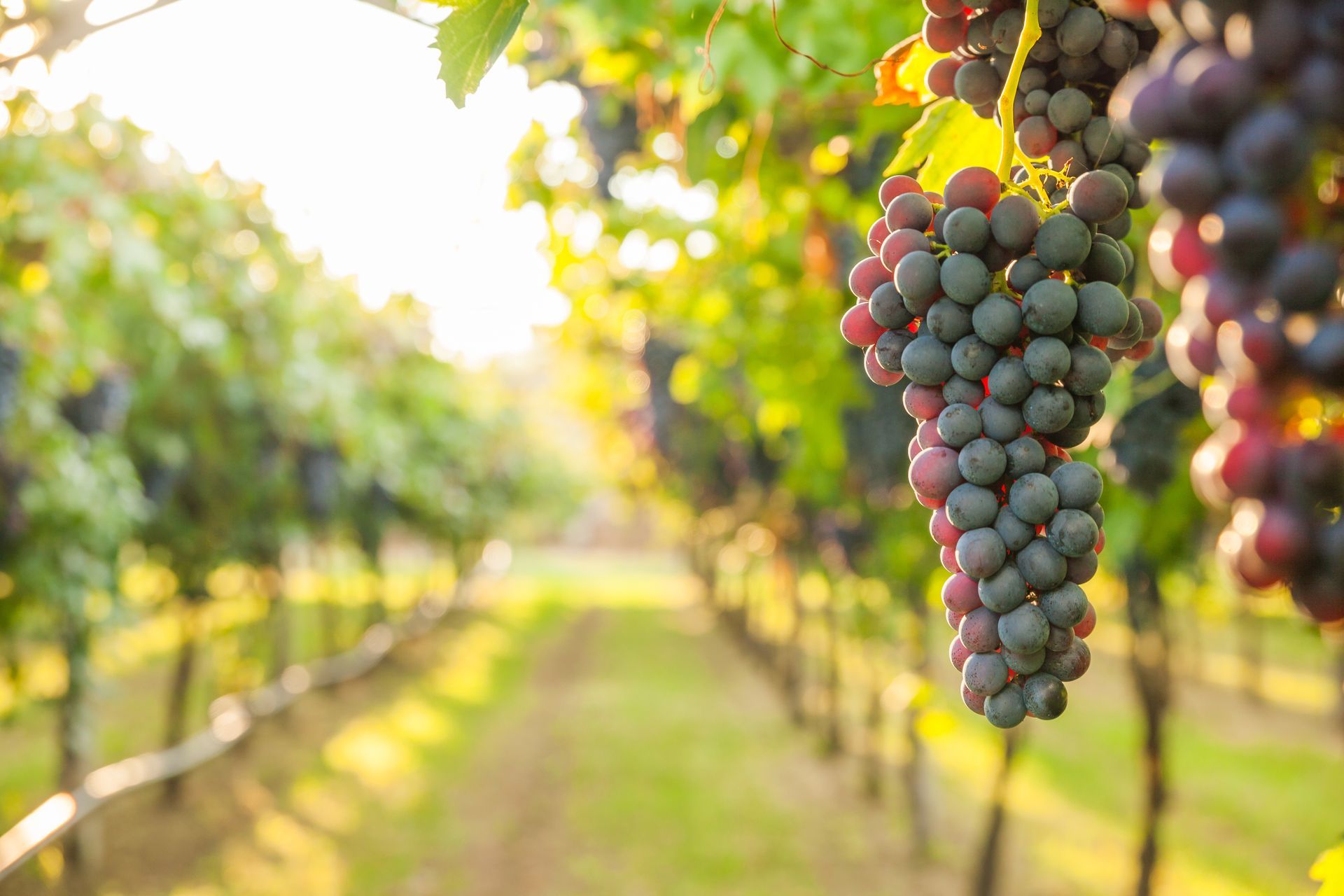 Clusters of ripe grapes hanging on vines in a sunlit vineyard