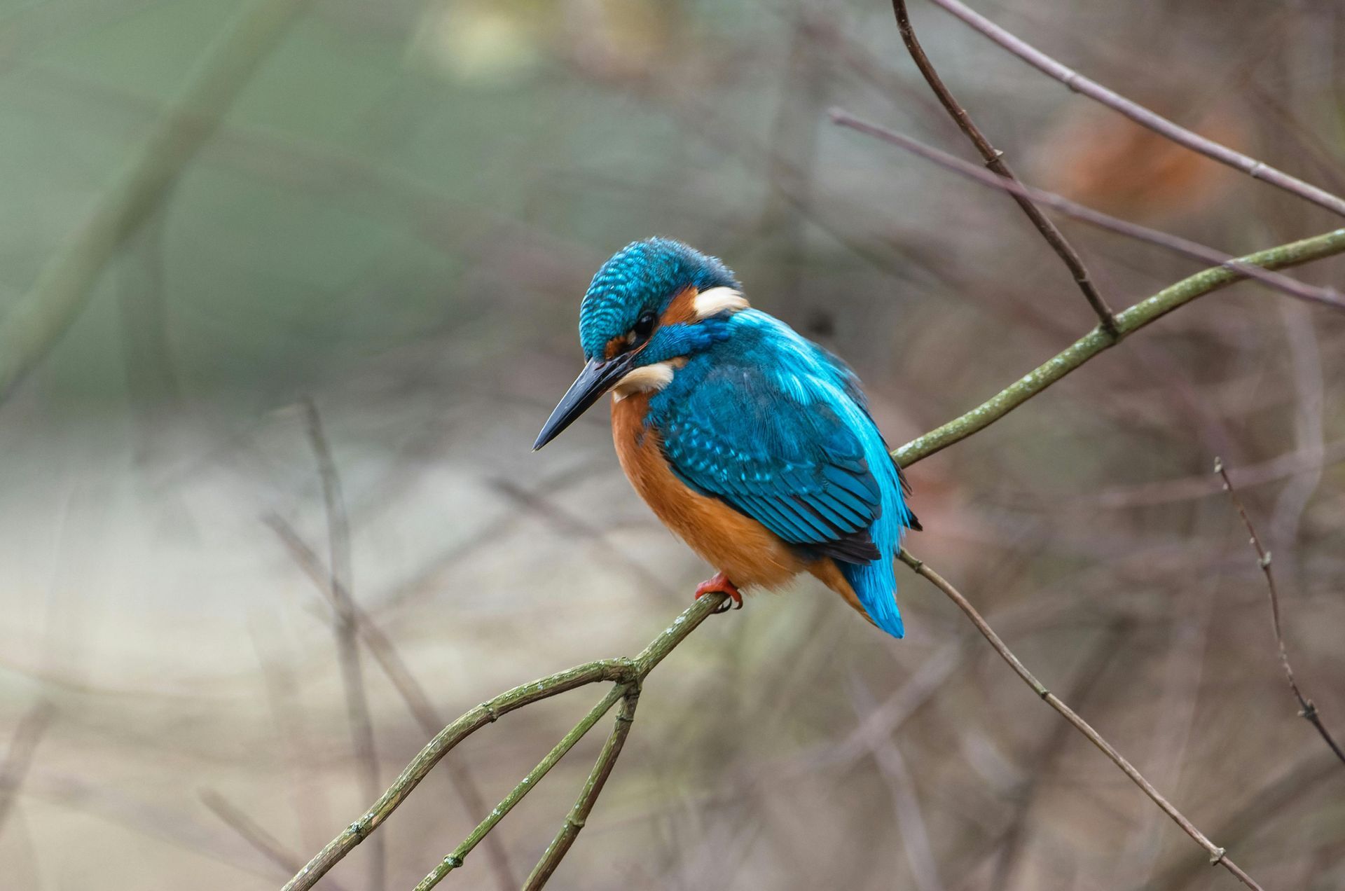 Blue and orange kingfisher perched on a thin branch against a blurred background