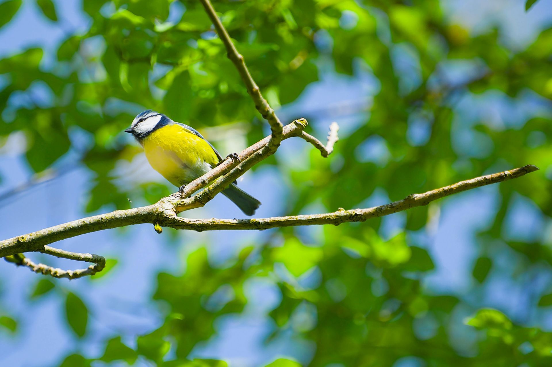 Small yellow bird perched on a branch against a blurred green and blue background