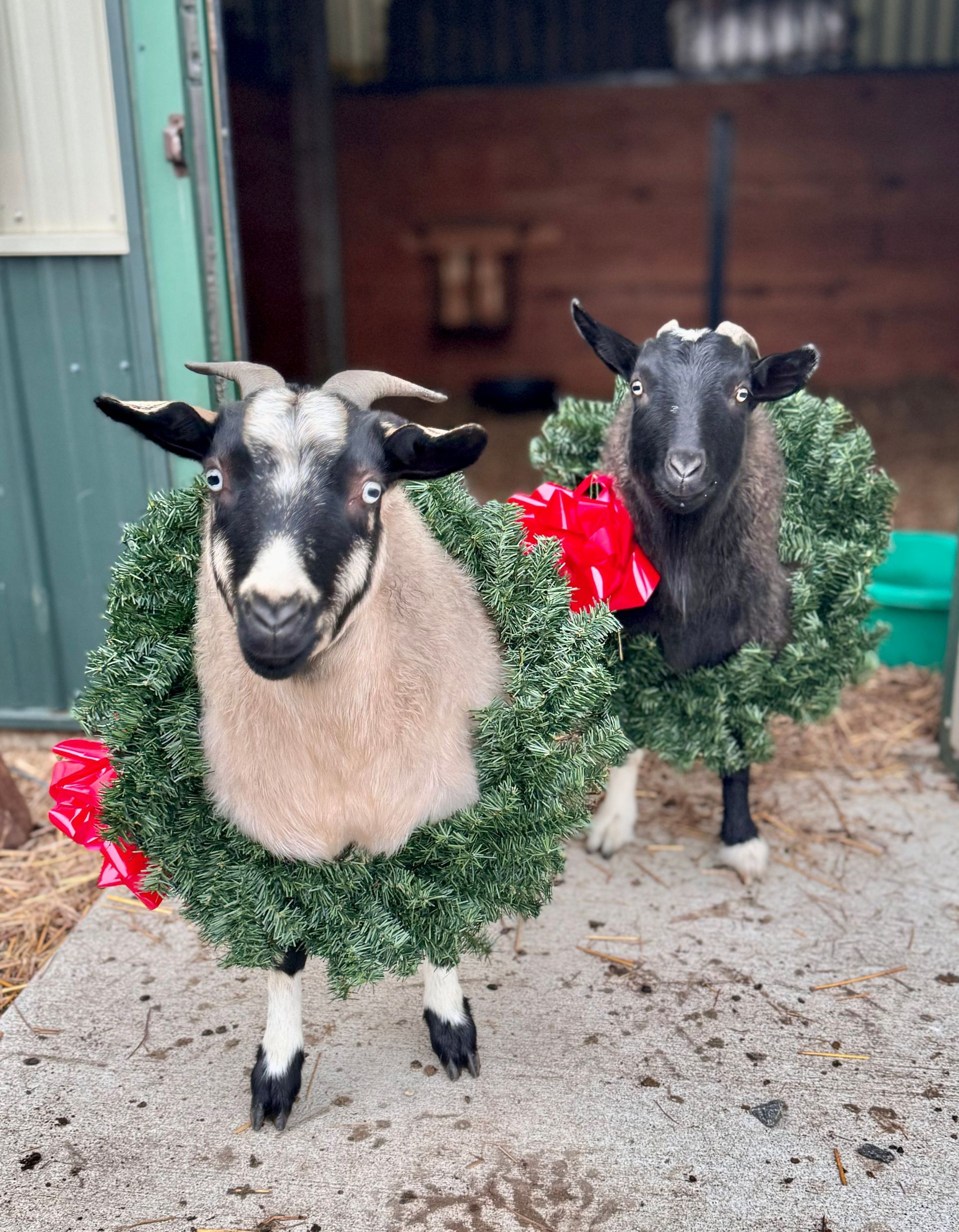 Two goats wearing christmas wreaths are standing next to each other.
