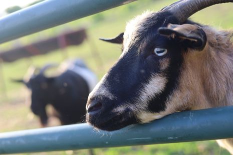 Goat with white facial stripes standing by a green fence, with another goat blurred in the background