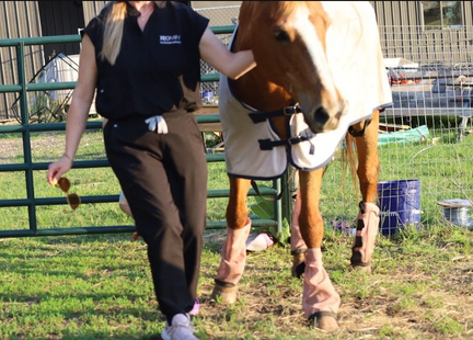 Person leading a horse beside a fenced grassy area in daylight