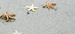 Starfish on sand at beach