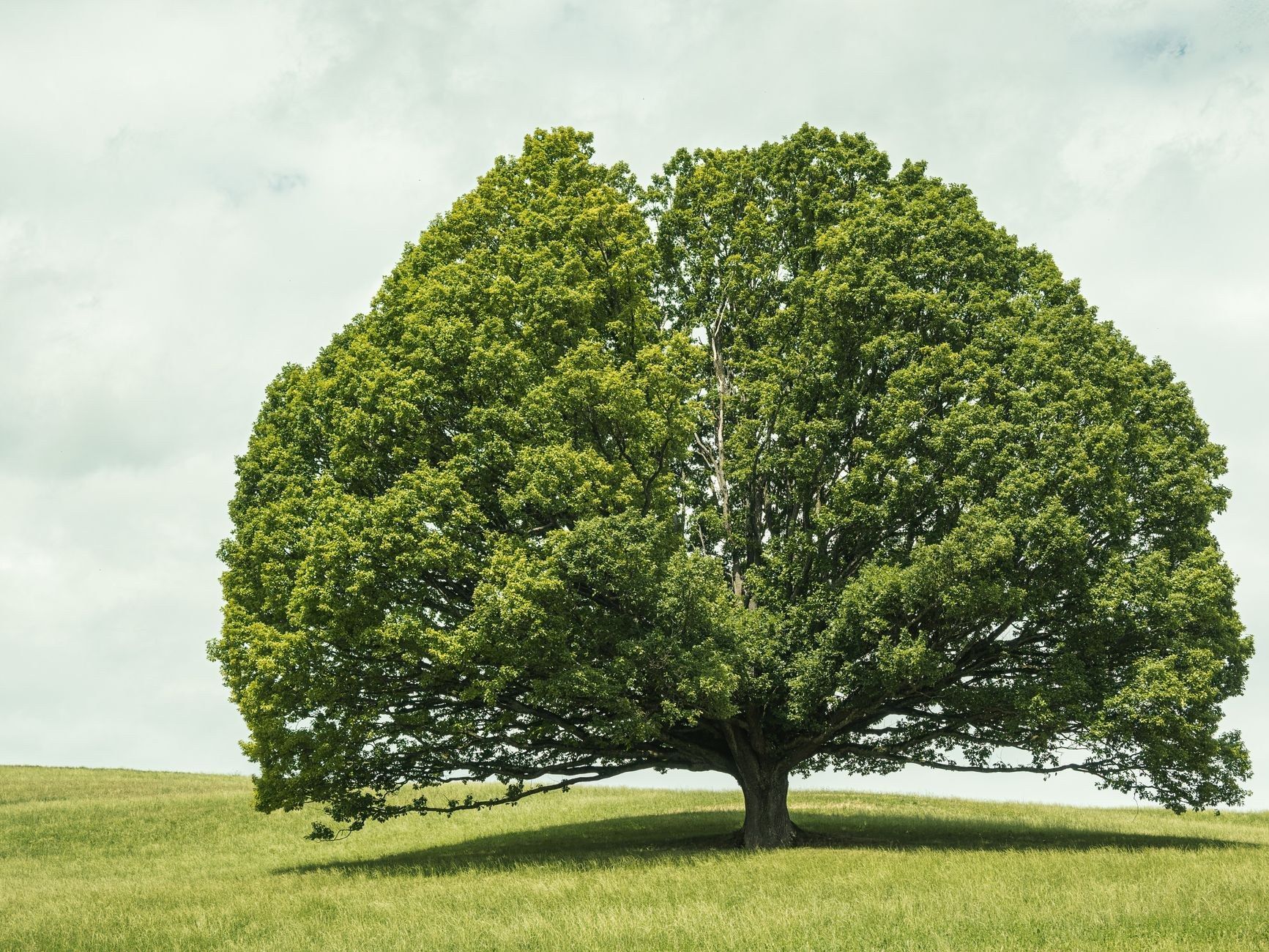 A large full-canopy tree standing alone in a green grassy field under a partly cloudy blue sky.