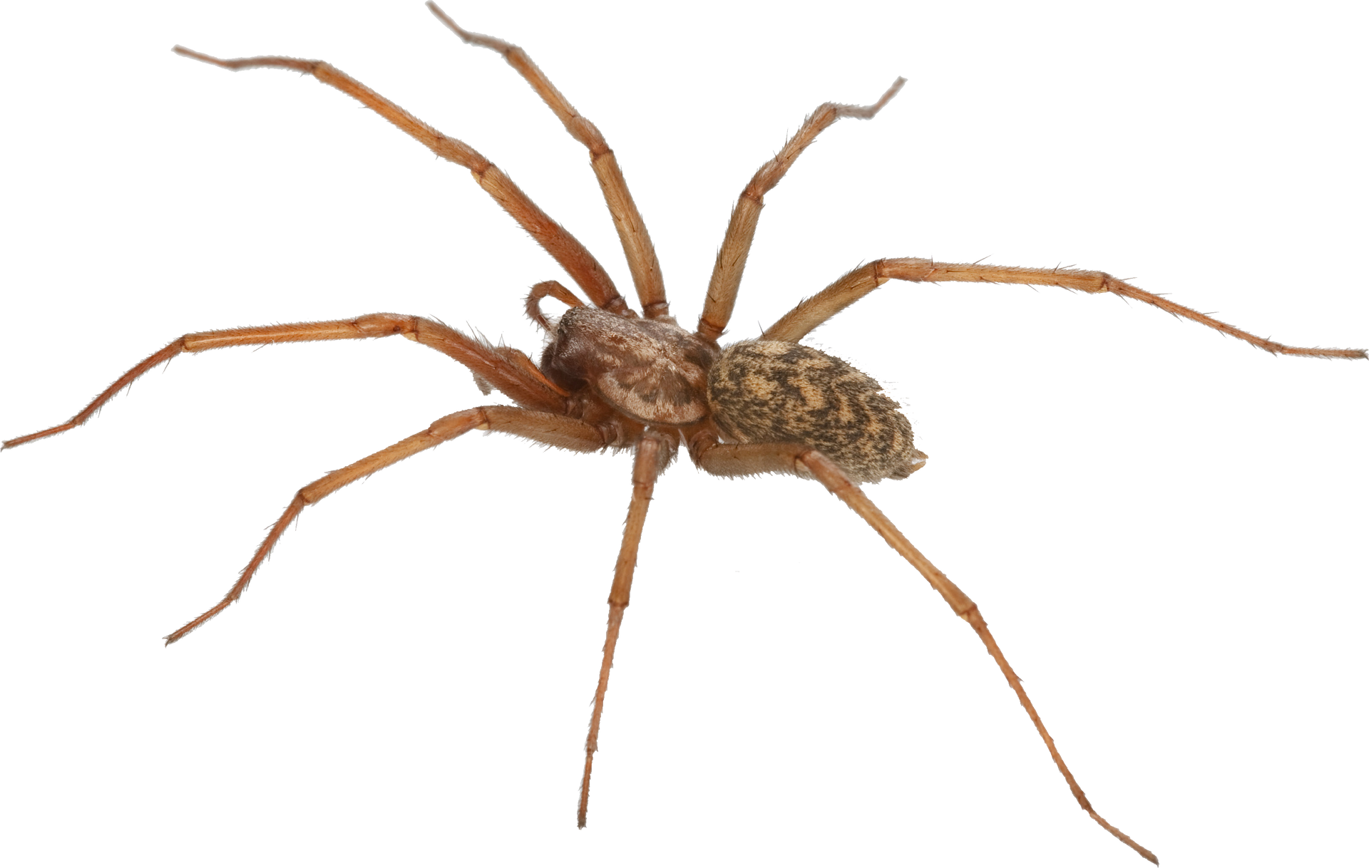 target - Residential Pest Control in Gretna, NE