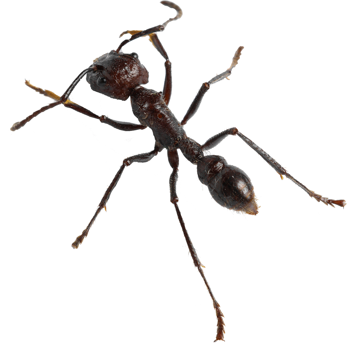 target - Residential Pest Control in Gretna, NE