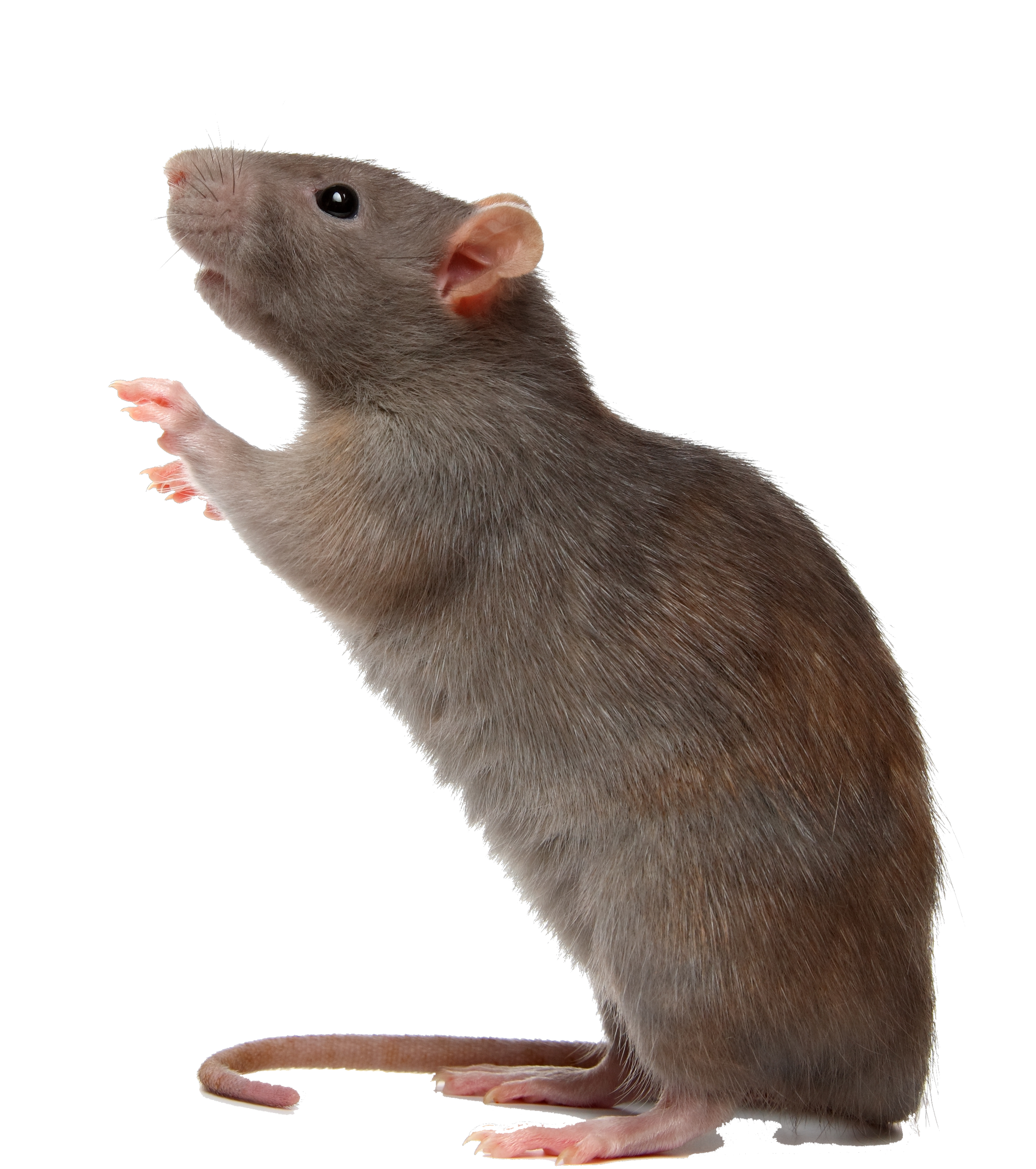 target - Residential Pest Control in Gretna, NE