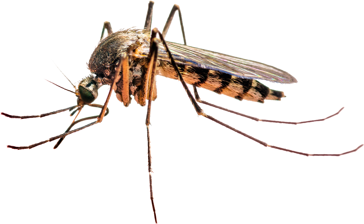 target - Residential Pest Control in Gretna, NE
