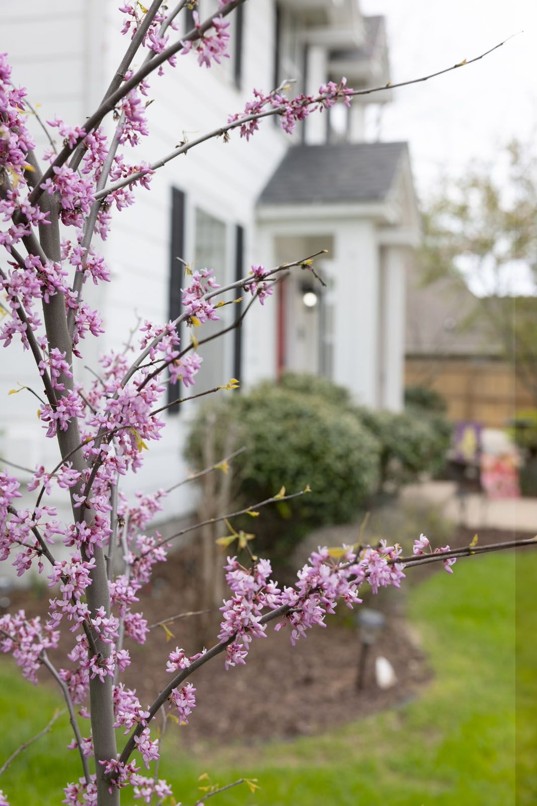 Pink blossoms on a tree branch beside a house and green lawn in a garden.