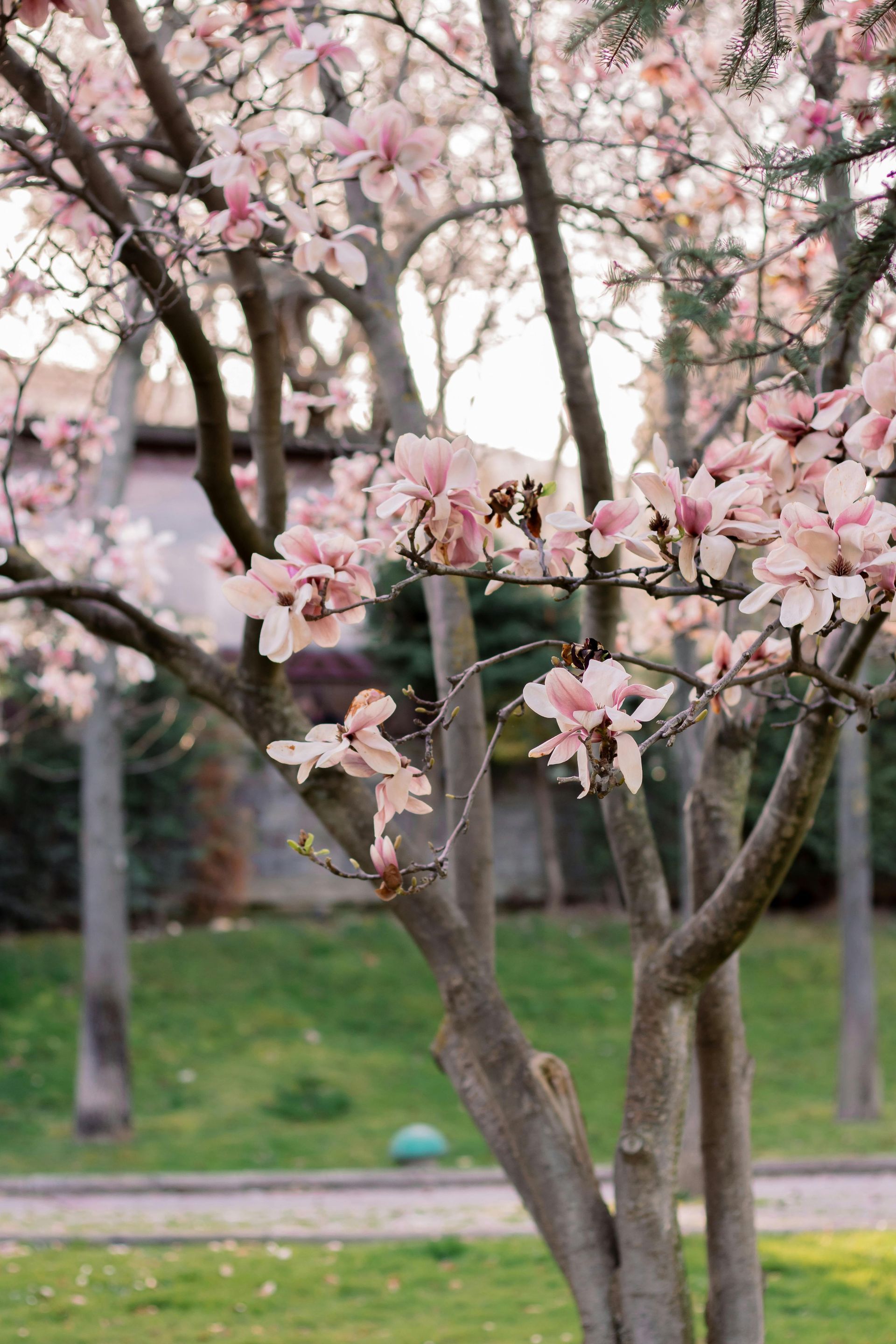 Pink blossoms on a tree in a park, with a grassy lawn and path in the background.