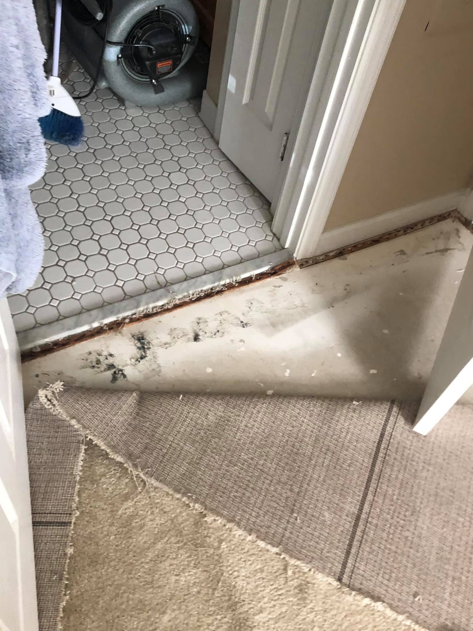Affordable Mold Removal & Remediation Services