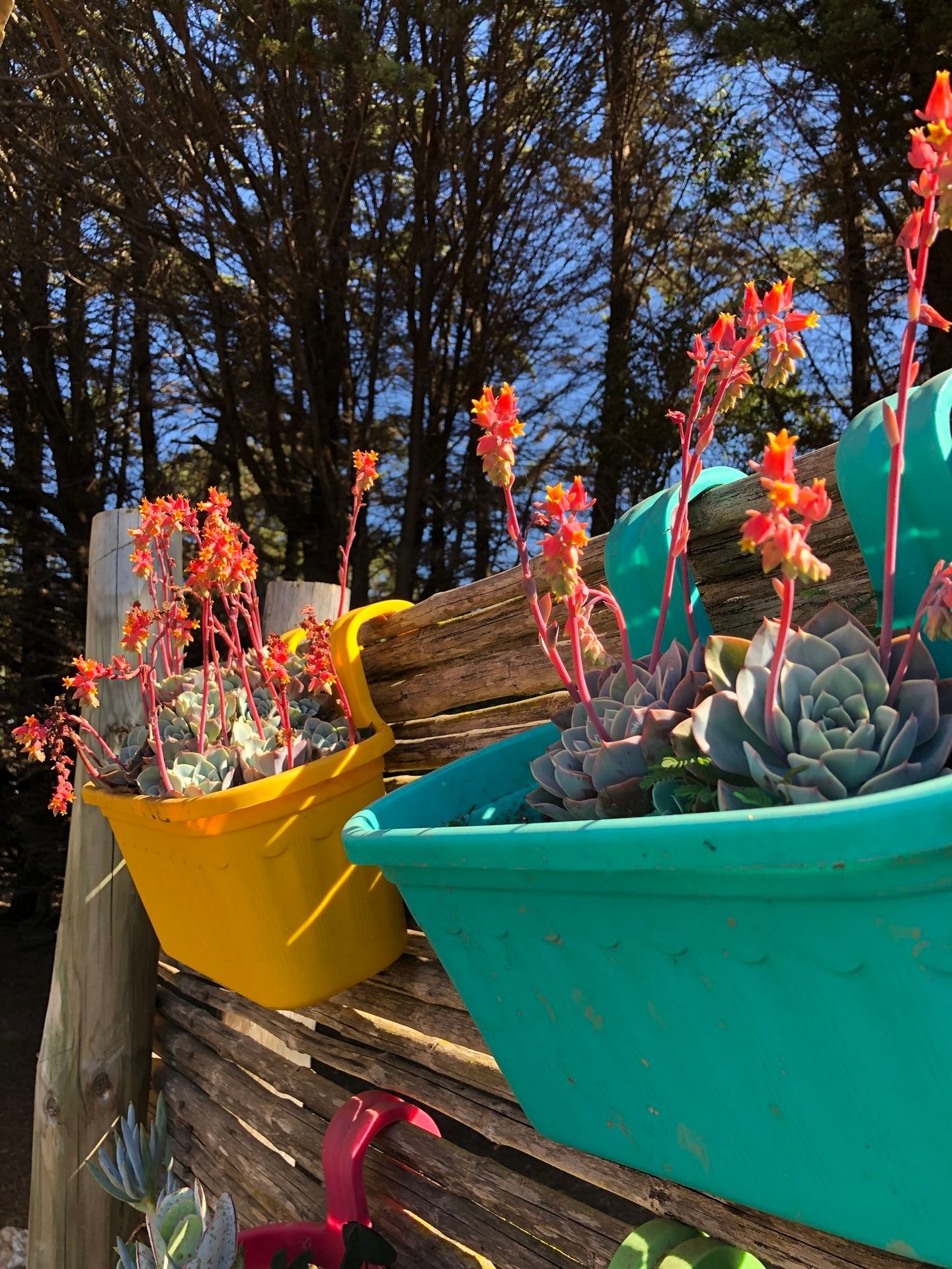 Suculentas en macetas coloridas sobre una cerca de madera, con tallos de flores naranjas contra un fondo soleado.
