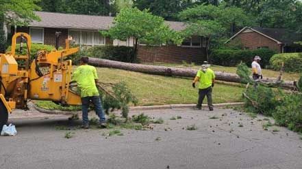Tree Removal Morrisville & Cary, NC