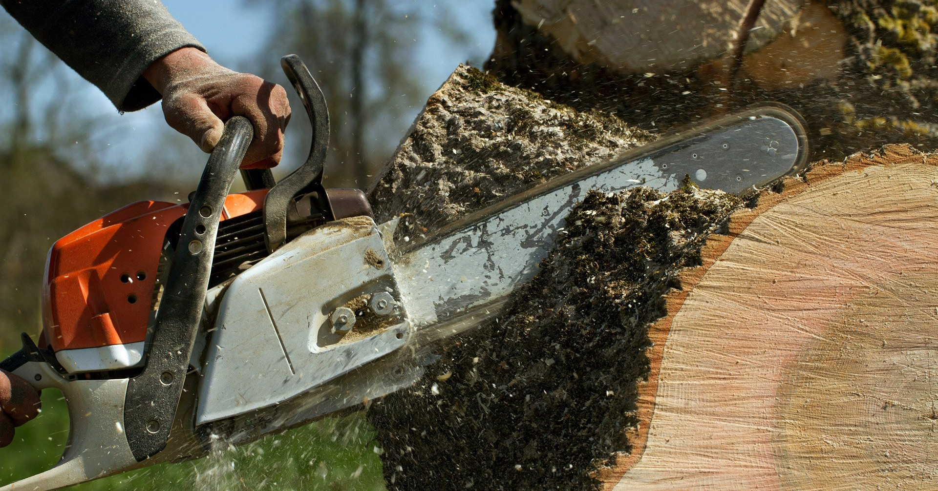 Cary, NC Tree Removal Technician Cutting Through Trunk