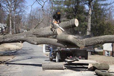 cutting up a tree