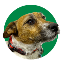 Small brown-and-white dog wearing a red collar, looking right on a green background