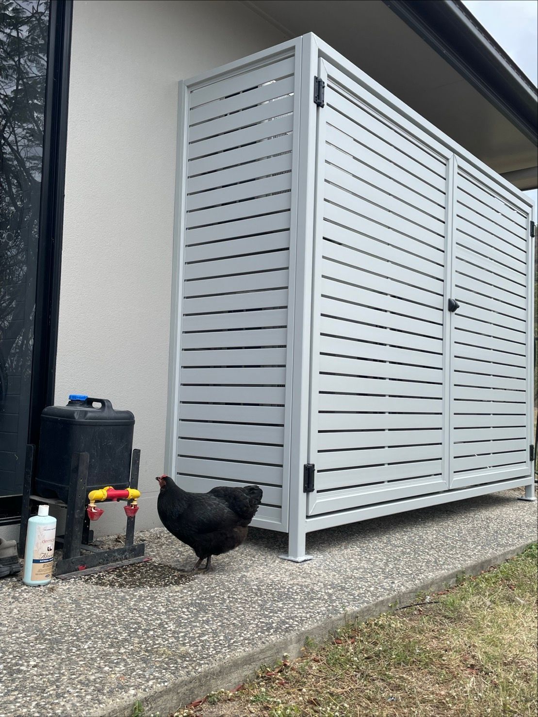 Black chicken walks on pebbled ground near a white slatted storage unit next to a house — Lifestyle Aluminium Lattice in West End, QLD