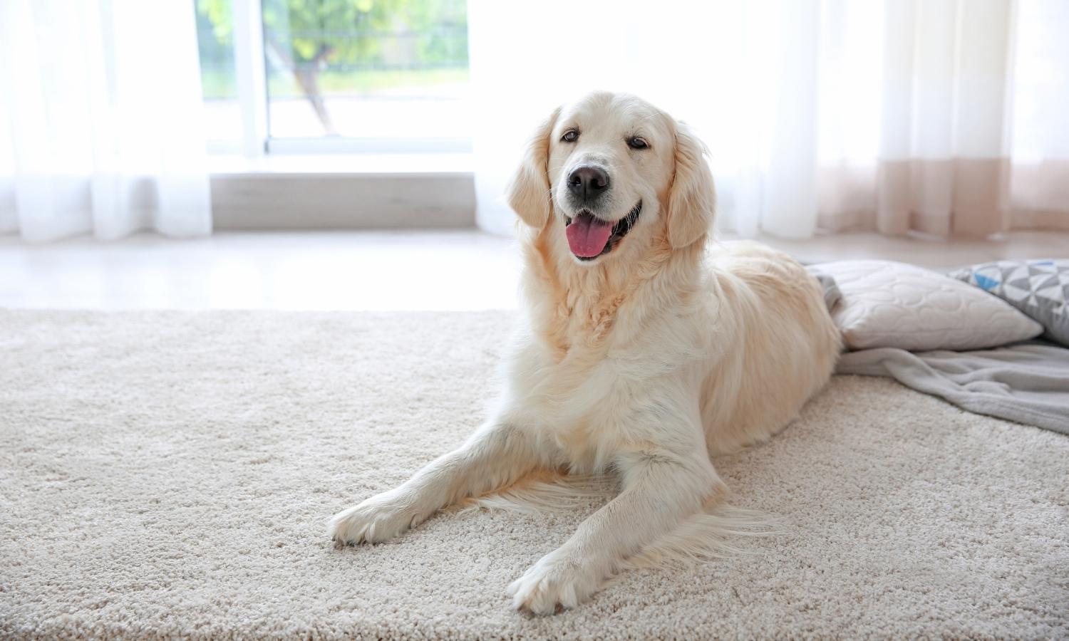 Cleaning Pet Stains in carpet Cleaning Pet Stains in carpet