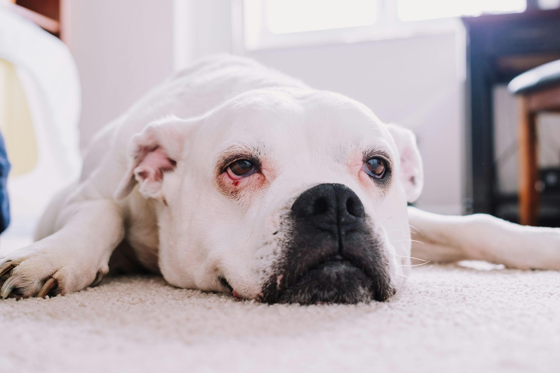 pet stains and odors