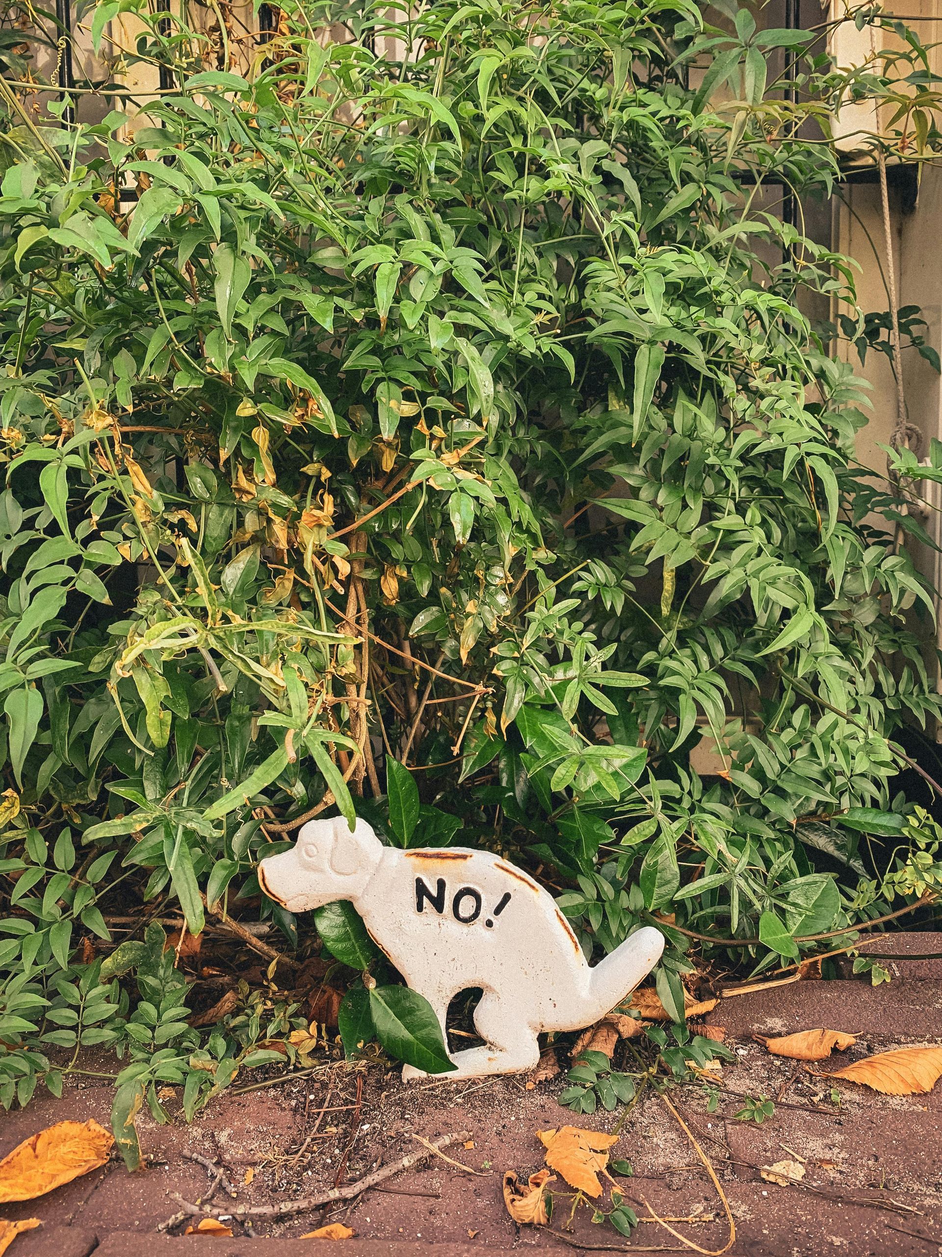 remove pet stains and odors