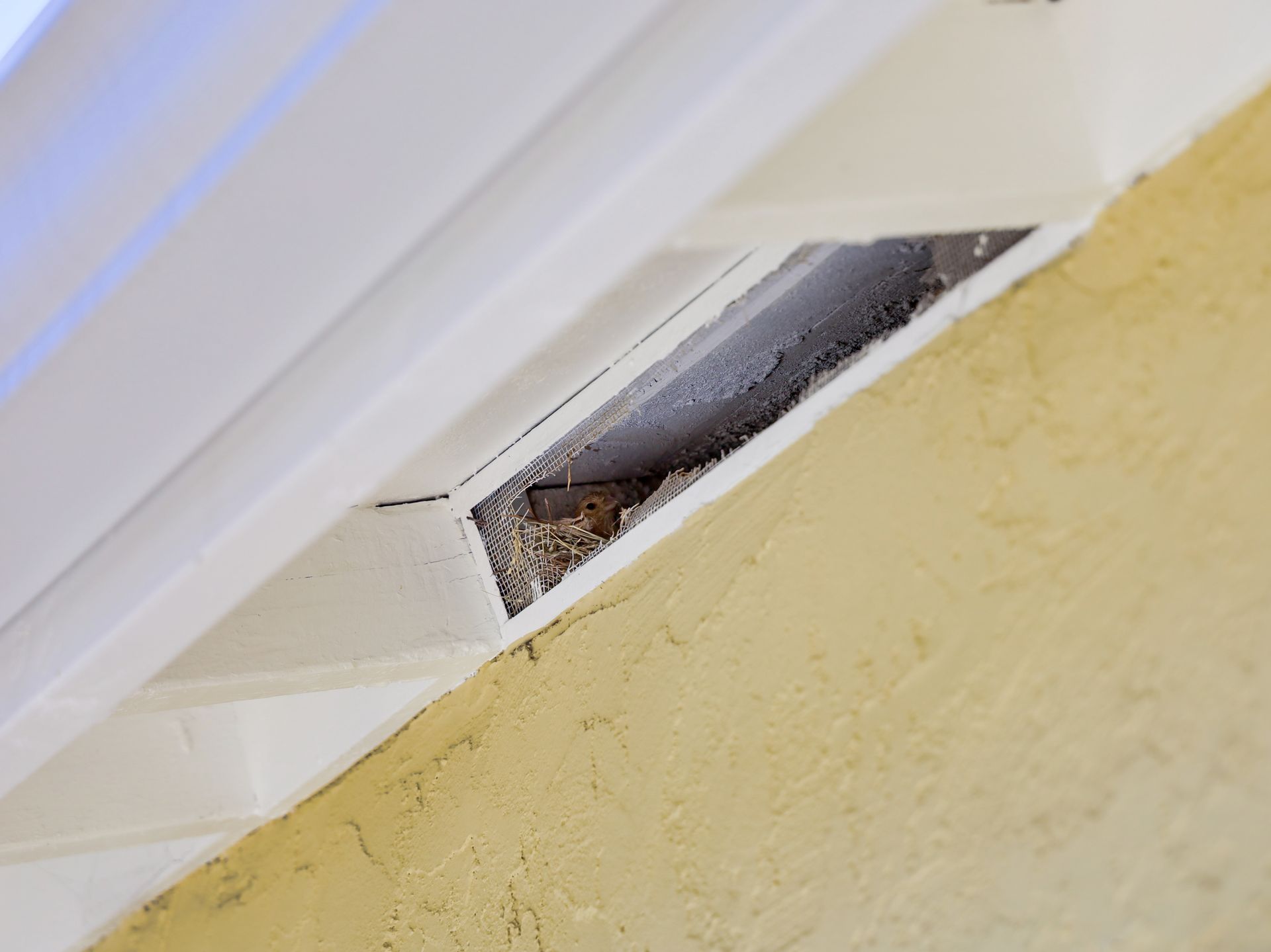 Close-up of damaged white trim with a broken gap above a yellow wall.