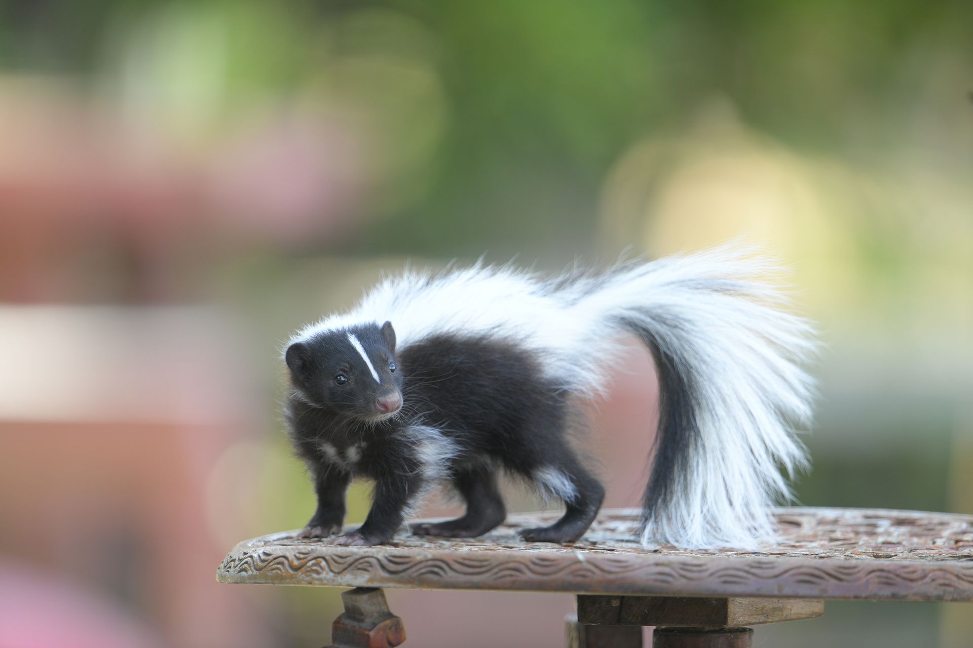 Black-and-white skunk walking on a wooden surface, tail raised, with a blurred outdoor background